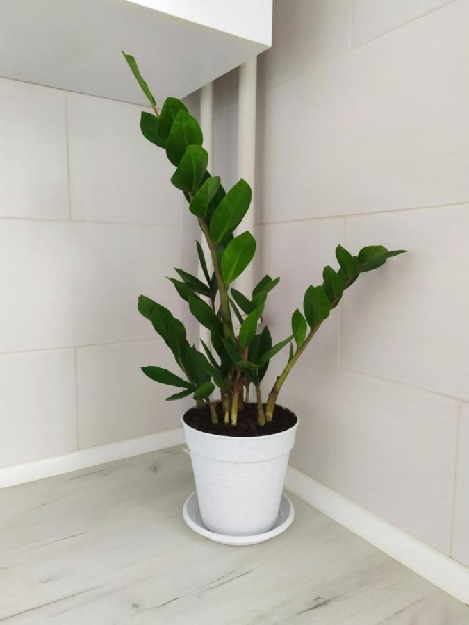 Apartment On Klochkovskaya 152A คาร์คิฟ ภายนอก รูปภาพ